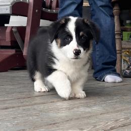 Crosby - Black and tan male Pembroke Welsh Corgi puppy in New Auburn, Wisconsin from Cordell Corgis