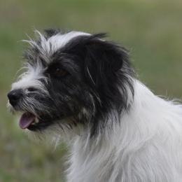 Mya - Russell Terrier