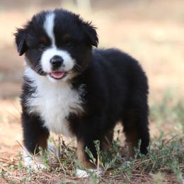 Teresa - Black tri female Miniature American Shepherd puppy in Mineola, Texas from Southern Star Miniature American Shepherds