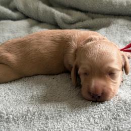 Red Collar Girl - Cream female Dachshund puppy in Descanso, California from Kendaline Kennels