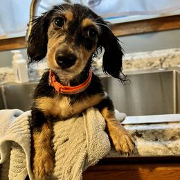 Dachshund Puppies from GypsyDox