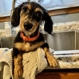 Dachshund Puppies from GypsyDox