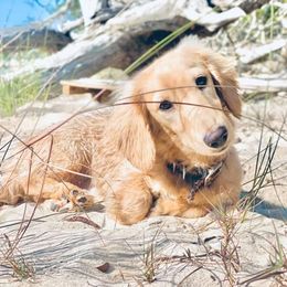 Tate - Dachshund