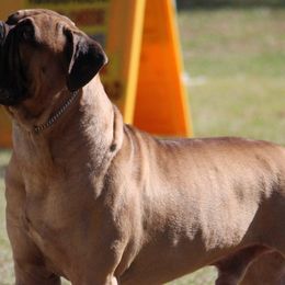 Bullmastiffs from Hurricane Bullmastiffs