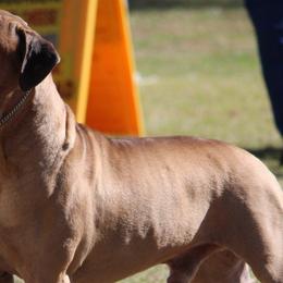 Bullmastiffs from Hurricane Bullmastiffs