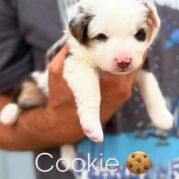 Cookie - Red merle female Miniature American Shepherd puppy in Riverton, Utah from Iron Spirit Homestead & Aussies