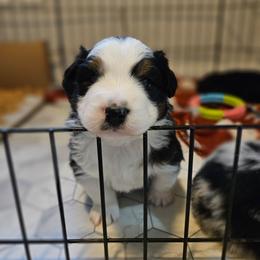 Ham - Black tri-color male Australian Shepherd puppy in Fort Wayne, Indiana from Grand Ridge Australian Shepherds
