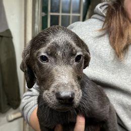 Alder - Charcoal Dilute Retriever puppy in Somerset, Pennsylvania from Chickentown Labradors