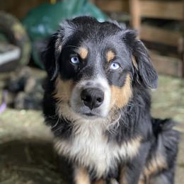 Jack - Australian Shepherd