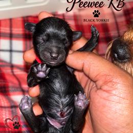 Pee wee - Black and tan male Yorkshire Terrier puppy in Gastonia, North Carolina from Banks Dynasty Kennel