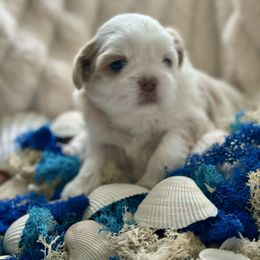 Goofy - Blue male Shih Tzu puppy in Kettering, Ohio from LaDawn’s Little Lions