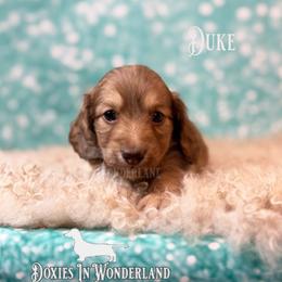 Duke - Cream male Dachshund puppy in Rainier, Oregon from Doxies in Wonderland