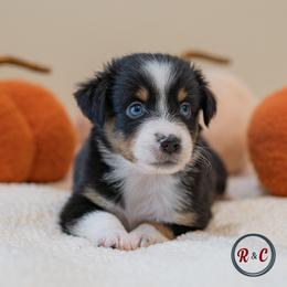 Texas - Black tri male Miniature Australian Shepherd puppy in Buna, Texas from R & C Kennels
