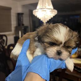 Sofia - Cream and white female Shih Tzu puppy in South Ogden, Utah from With Love