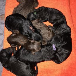 Poodle Puppies from Hampshire Hill’s Standard Poodles