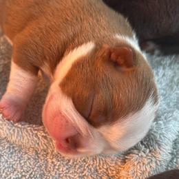 A. Red Female - Red female Boston Terrier puppy in Mc Donough, Georgia from Ballard Boston Terriers