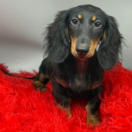 Girl 1 - Black and tan female Dachshund puppy in Salyersville, Kentucky from Lavendell Dachshunds
