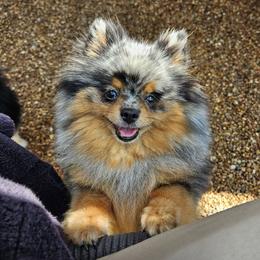 Oreo - Pomeranian