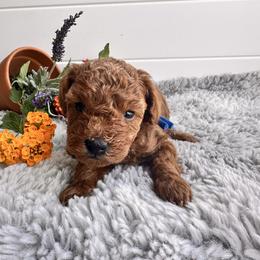 Boy 2 - Red  male Poodle puppy in Las Vegas, Nevada from Vegas Toy Poodles