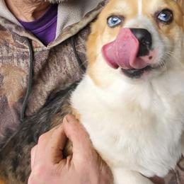Pembroke Welsh Corgi puppies from Prairie Fen Farm