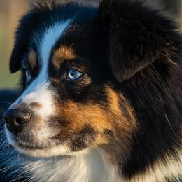 Sage - Miniature Australian Shepherd