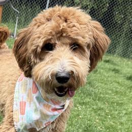 Rio - Goldendoodle