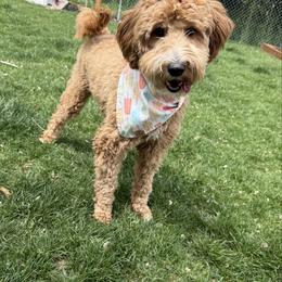 Rio - Goldendoodle