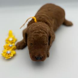 Oakley - Red  female Poodle puppy in Mount Vernon, Illinois from AMC Poodles