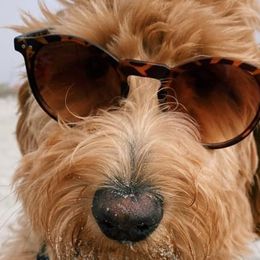 Goldendoodles from Whispering Ridge Doodles