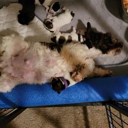 Miniature Schnauzer Puppies from Little Schnauzer Paws