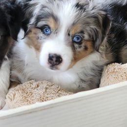 Miniature Australian Shepherd and Toy Australian Shepherd Puppies from Miller Hill Aussies