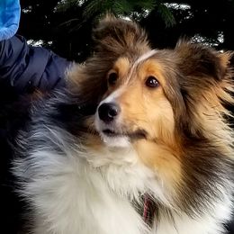 Sadie - Shetland Sheepdog