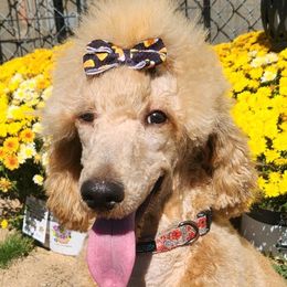 Chan - Poodle