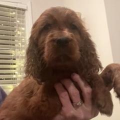 Irish Setters from Sasta Irish Setters