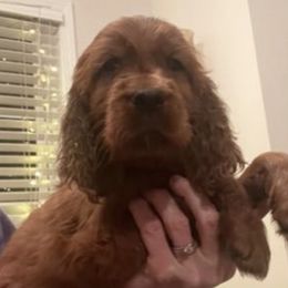Irish Setters from Sasta Irish Setters