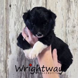 Wheat - Black & white female Miniature Australian Shepherd puppy in Dowagiac, Michigan from Wrightway Wigglebutts