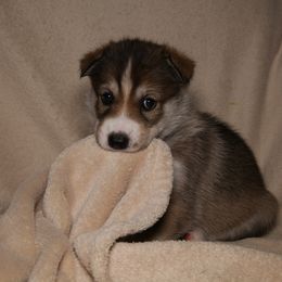 Tamaskan Puppies from Hawthorne Tamaskan