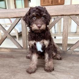 Creede - Brown and white male Aussiedoodle puppy in Allen, Texas from Calena’s Doodles