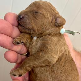 Ruffles - Red  female Goldendoodle puppy in Coats, North Carolina from TH.EM Doodles