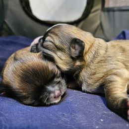 Chihuahua Puppies from Little Amigos
