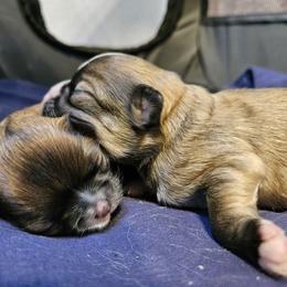 Chihuahua Puppies from Little Amigos