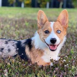 "Nova's 1st Birthday!" American Corgi and Pembroke Welsh Corgi All Grown Up from Constellation Corgi