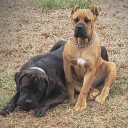 Cane Corso from Jacqualyns Cane Corso
