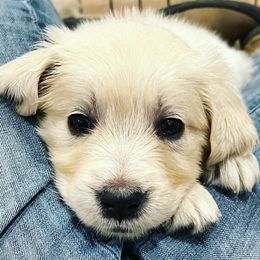 Golden Retriever Puppies from Freedom Retrievers