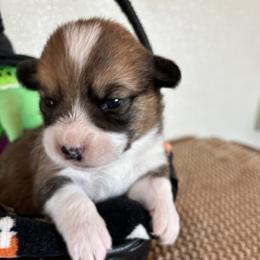 TRACER AKC - Sable male Pembroke Welsh Corgi puppy in Hinton, Oklahoma from Green Cloud Ranch