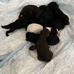 Poodle Puppies from Sarah’s Standards