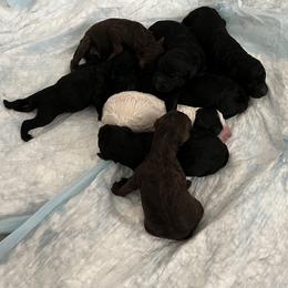 Poodle Puppies from Sarah’s Standards