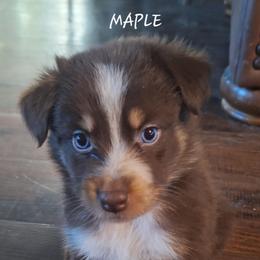 MAPLE - Red tri-color female Australian Shepherd puppy in Salem, Arkansas from Patchwork Kennels