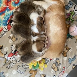 Pembroke Welsh Corgi puppies from California Corgi Butts