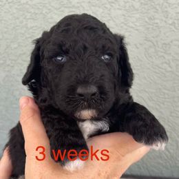 Red - Black and white female Sheepadoodle puppy in Archer, Florida from Gainesville Sheepadoodles